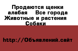Продаются щенки алабая  - Все города Животные и растения » Собаки   